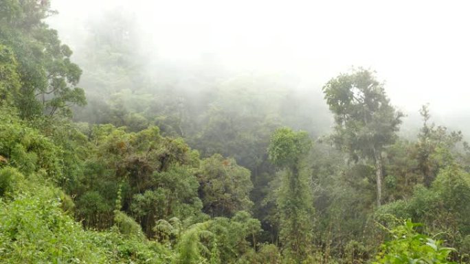雾在覆盖山坡的异国树木和植物中快速移动