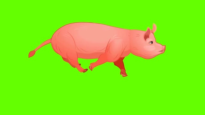 猪跑循环动画动态动画