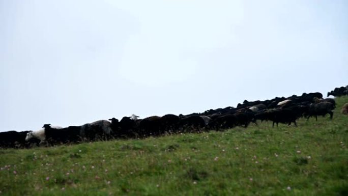 在阴天，一大群黑羊在山间牧场下坡，云量低，背景灰暗。种养羊的概念