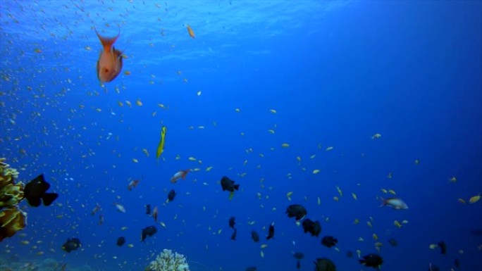 水下场景热带礁小鱼海缸游来游去
