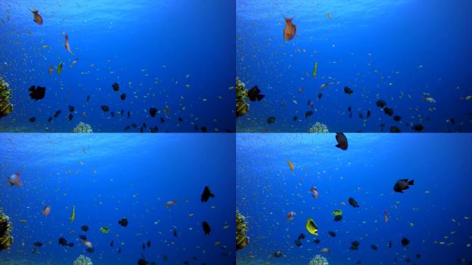 水下场景热带礁小鱼海缸游来游去