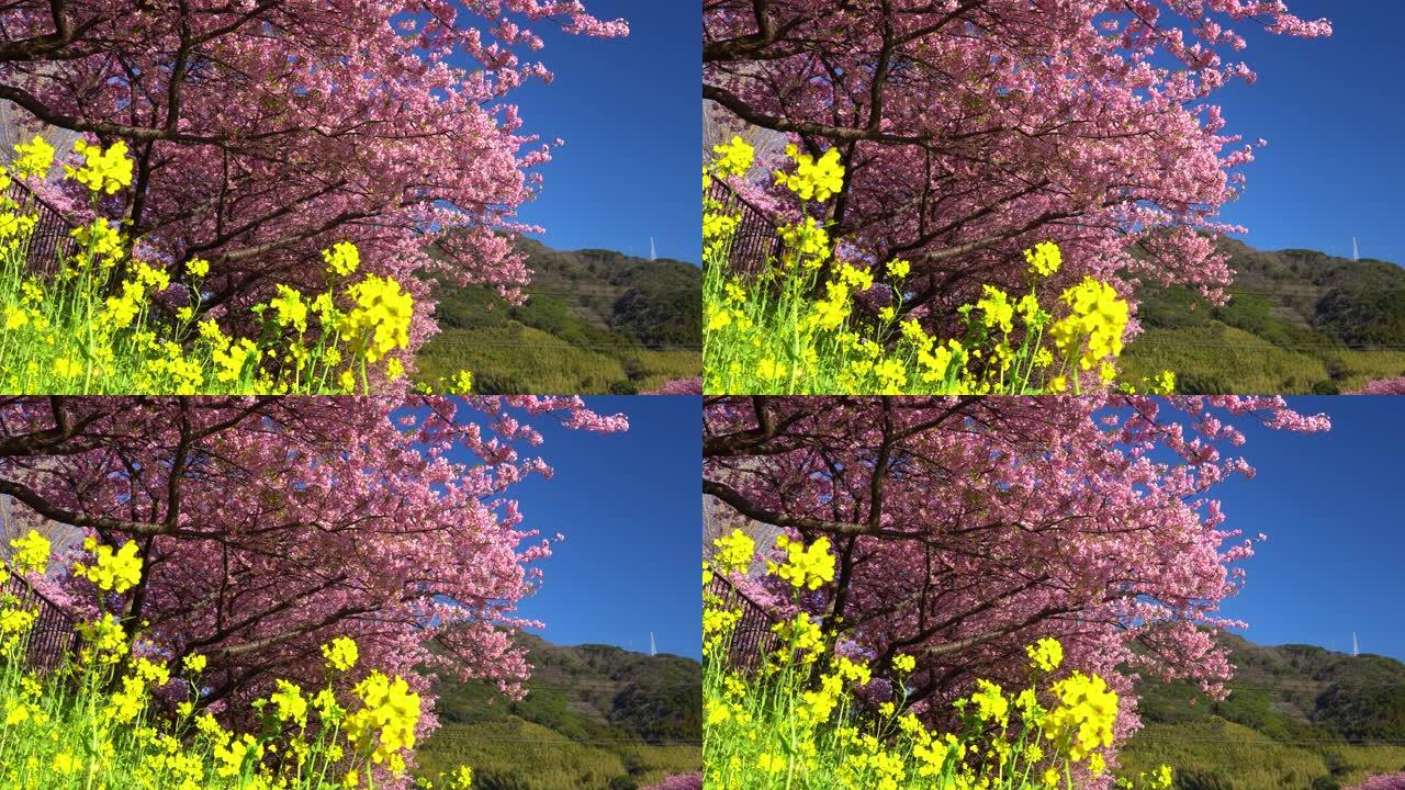 河津樱花树，河岸上有油菜花