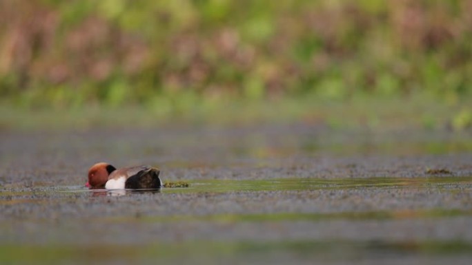 成年雄性红冠潜鸭生态环境景色天鹅湖水