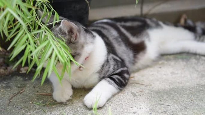 一只可爱的有银竹树的猫，暹罗山猫，天然药物植物