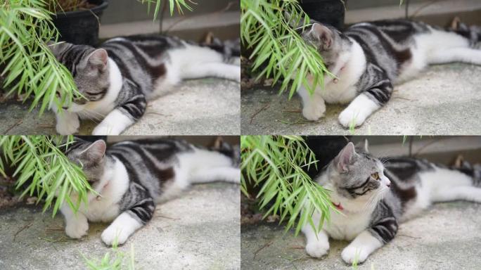 一只可爱的有银竹树的猫，暹罗山猫，天然药物植物