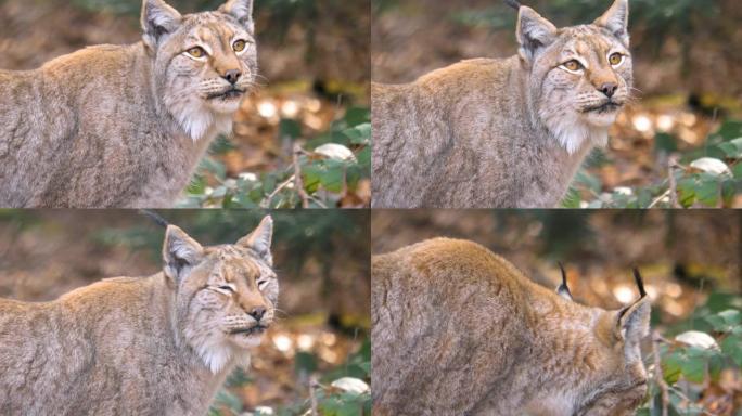 山猫的特写国际级保护动物野生动物园凶猛