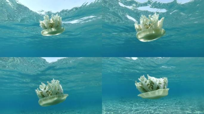 水母在水面下的蓝色水中游泳。倒置水母 (仙后座仙女座) 水下拍摄，特写。红海、阿布·达巴布、马萨·阿