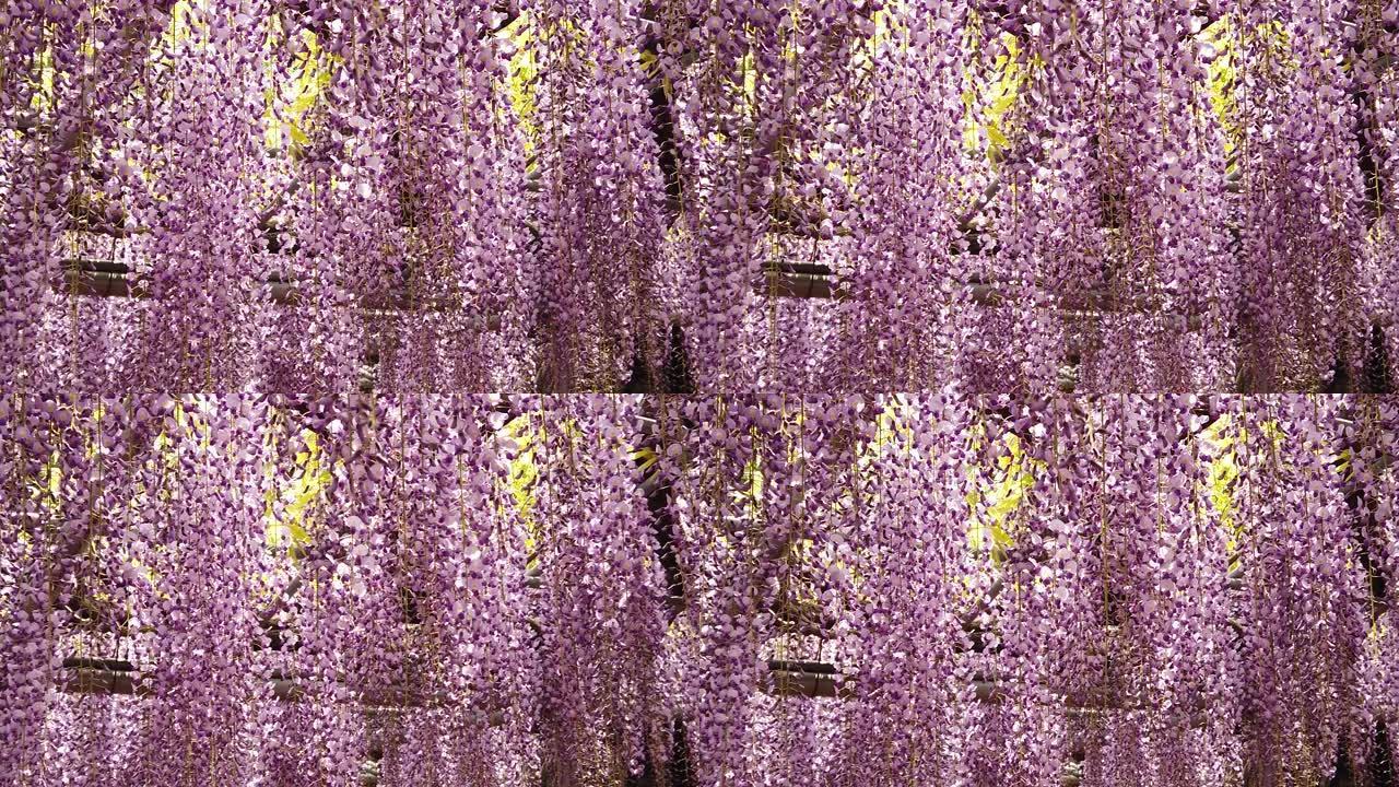 封闭的紫色紫藤花背景