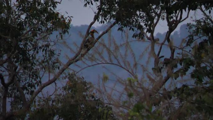 雄性大犀鸟 (Buceros bicornis) 晚上在泰国亚洲考艾国家公园栖息在森林中的树上和猴子