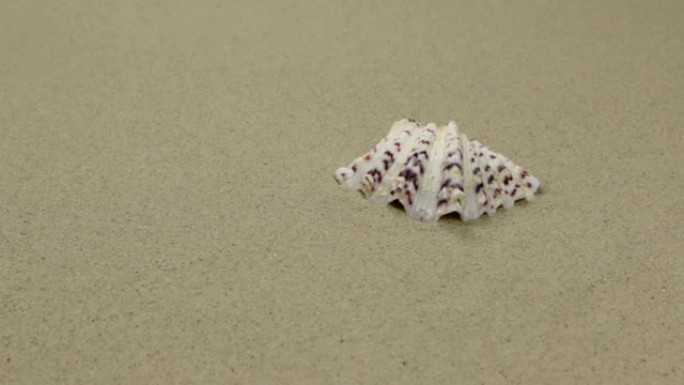 美丽的贝壳，躺在沙滩上。滑块镜头。