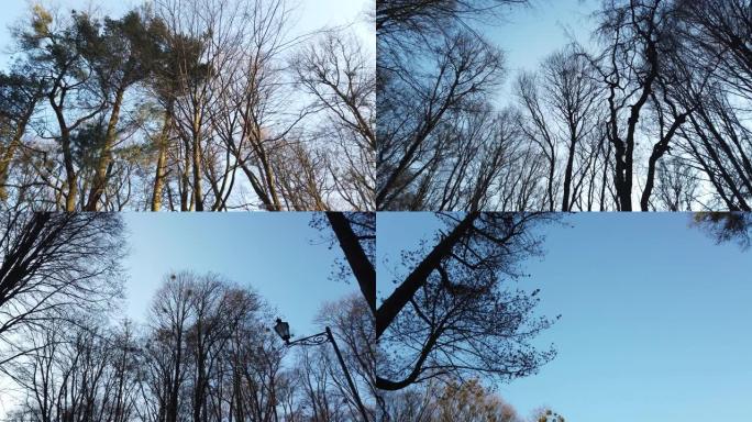 天空背景下的树枝。