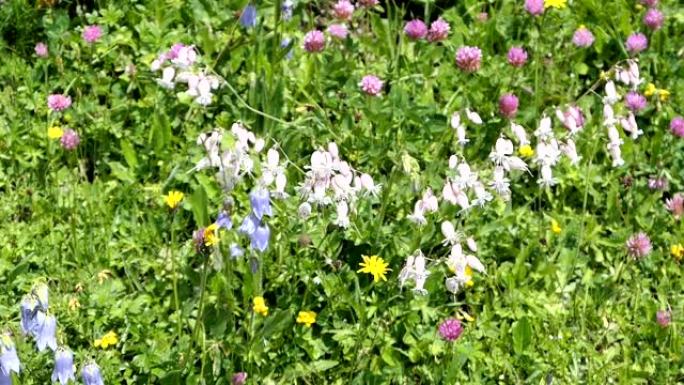 奥地利阿尔卑斯山草地上的白色坎皮恩花盛开。还有蓝色铃铛花