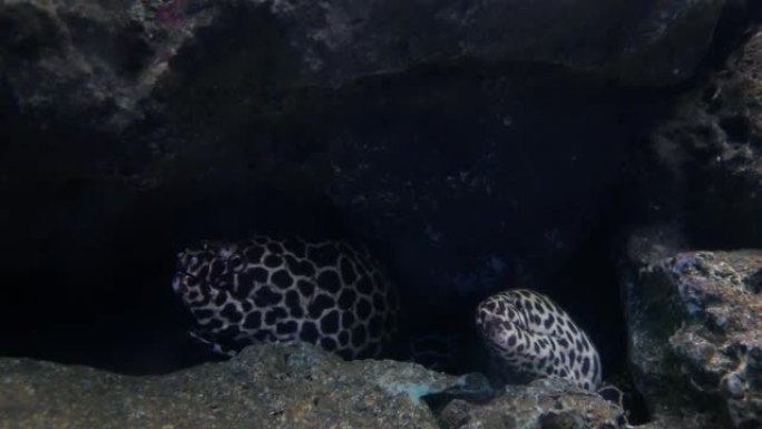 鱼缸中的海鳗，水族馆装饰。