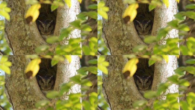 印度角猫头鹰，栖息在筑巢的洞中 (斯里兰卡)