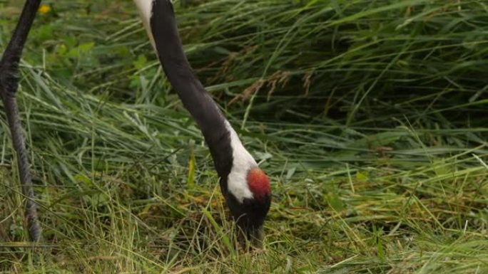 日本起重机 (Grus japonensis) -兴安自然保护区