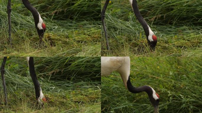 日本起重机 (Grus japonensis) -兴安自然保护区