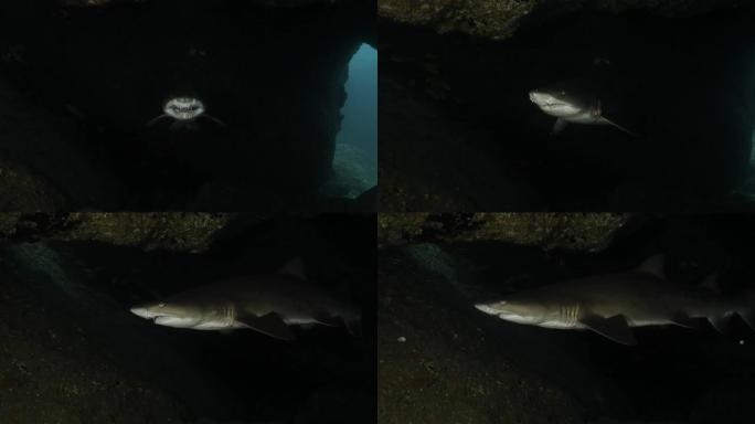 海底巨型沙虎鲨特写