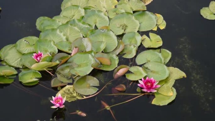 白色百合花在水中，绿叶在湖上。