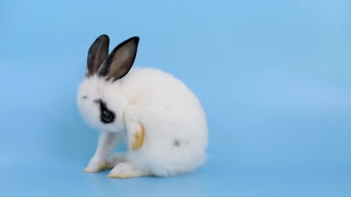 白色可爱的小兔子兔子站在蓝屏背景前清洁身体
