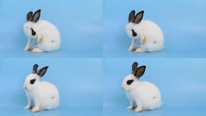 白色可爱的小兔子兔子站在蓝屏背景前清洁身体