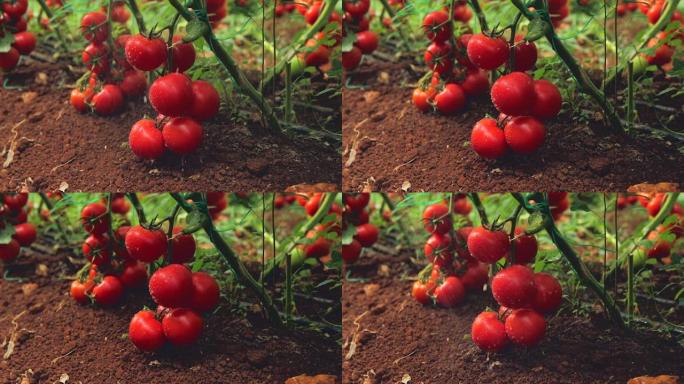 农药泵喷雾器喷洒或施肥新鲜成熟的天然，有机和美味的红色西红柿挂在花园或温室中的番茄植物的藤蔓上。农业