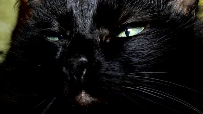 扭曲头部并环顾四周的黑色家猫的肖像。