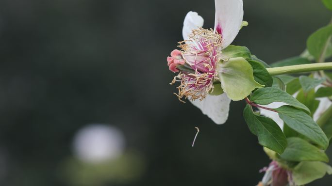 残花 凋谢 莫洛 悲情 谢幕