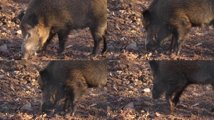 泥土和泥土里的野猪。