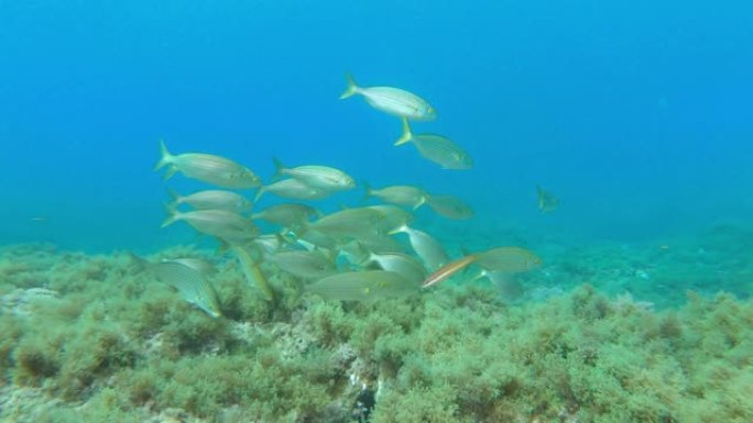 地中海海洋生物金带鱼浅滩