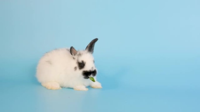 可爱的小白兔大白兔吃牵牛花叶子留在蓝屏背景