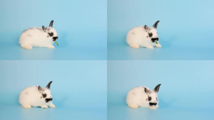 可爱的小白兔大白兔吃牵牛花叶子留在蓝屏背景