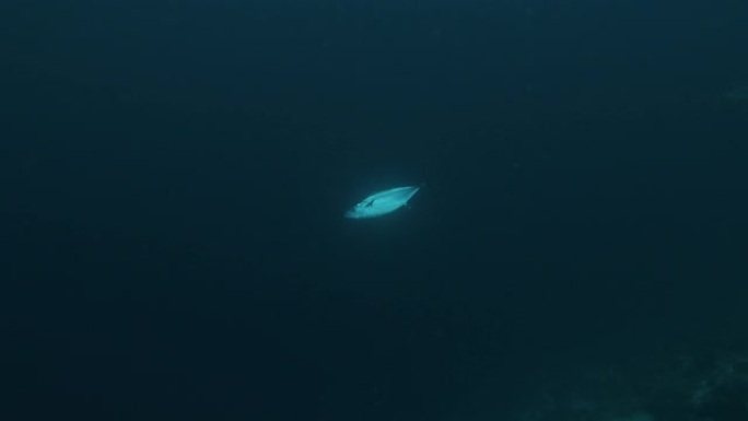 狗牙金枪鱼 (裸子金枪鱼) 在深海巡航