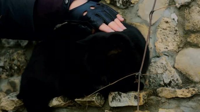 女人戴着手套的手没有手指抚摸一只坐在石头栅栏上的黑猫