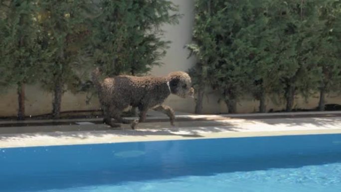 拉戈托·罗马格诺洛沿着游泳池的边缘奔跑