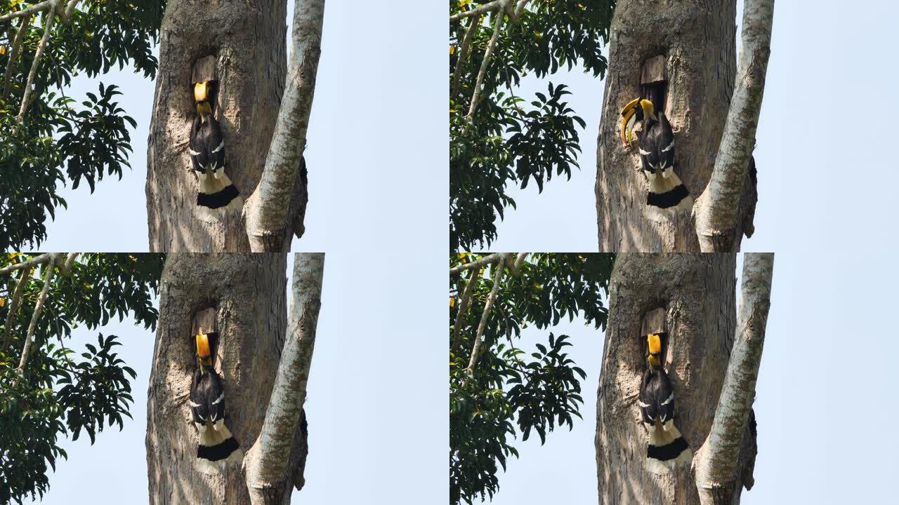 白天，在泰国亚洲考艾国家公园，关闭雄性大犀鸟 (Buceros bicornis) 在树上的洞巢中喂