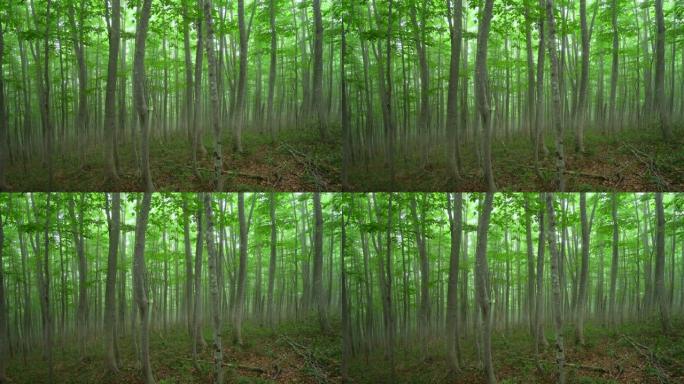 迷雾山毛榉树森林生态树林绿色景色