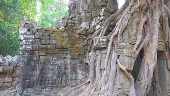 柬埔寨暹粒吴哥窟建筑群的塔索姆寺古遗址。石庙门废墟与丛林树空中根。