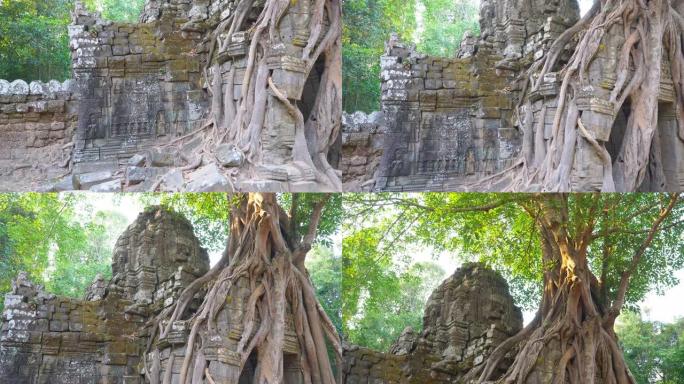 柬埔寨暹粒吴哥窟建筑群的塔索姆寺古遗址。石庙门废墟与丛林树空中根。