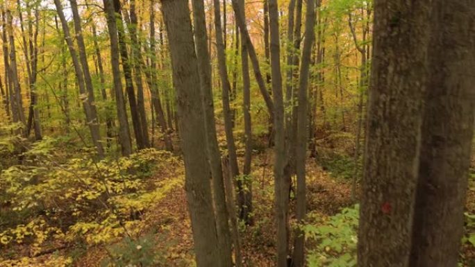 无人机在大自然中以黄色的秋天色彩绘制的森林中靠近树木飞行