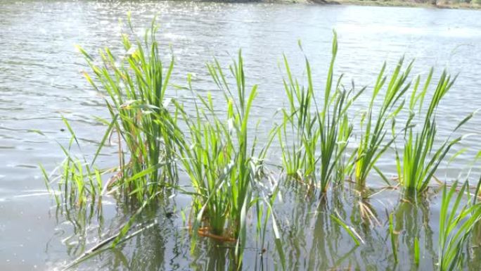 风在池塘中摆动着被太阳照亮的绿色藤叶