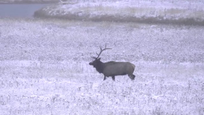 追踪在黄石公园雪地行走的麋鹿公牛的照片