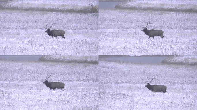 追踪在黄石公园雪地行走的麋鹿公牛的照片