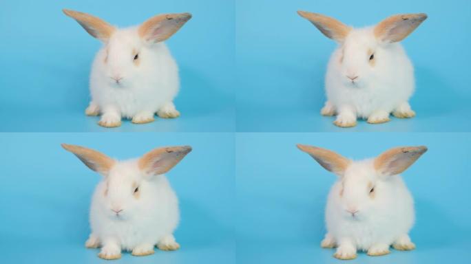 特写小白可爱的兔子在蓝屏背景下困倦的动作