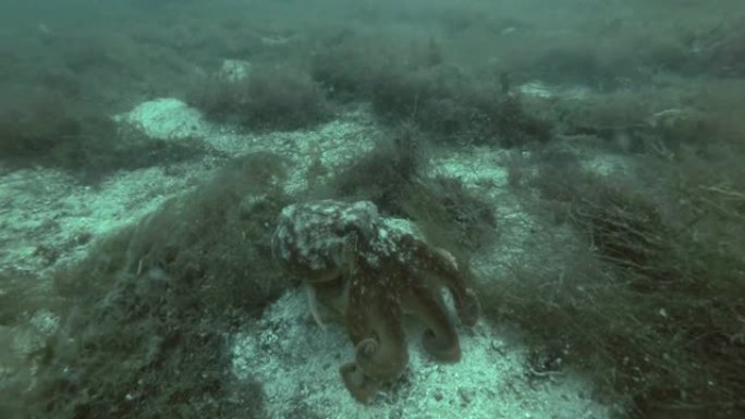 北方章鱼、有角章鱼或卷曲章鱼 (eledoone circhosa) 下到底部然后游走