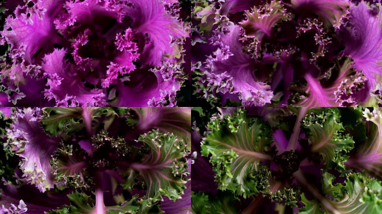 装饰紫甘蓝的生长紫色蔬菜