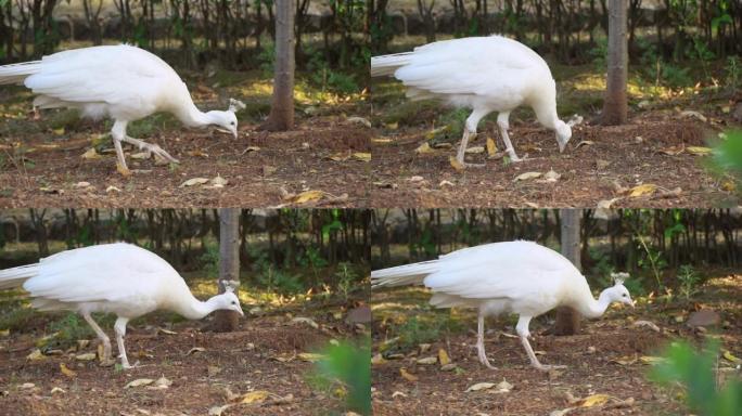 白孔雀在花园里觅食