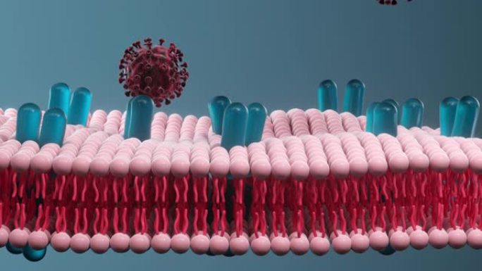 细胞膜和冠状病毒，医学概念，3d渲染。