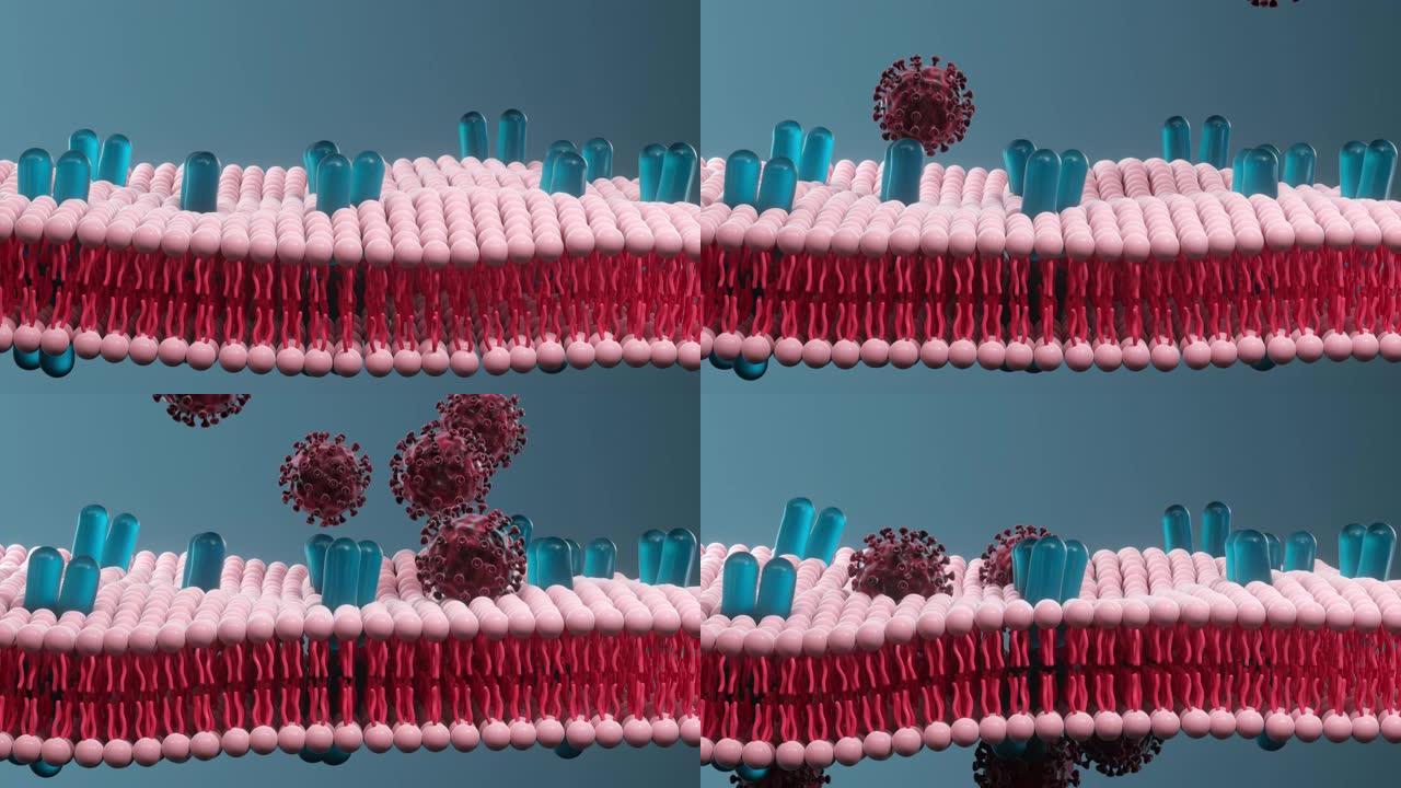 细胞膜和冠状病毒，医学概念，3d渲染。