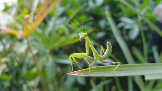 绿色蚱蜢。生物学生物研究大自然动物