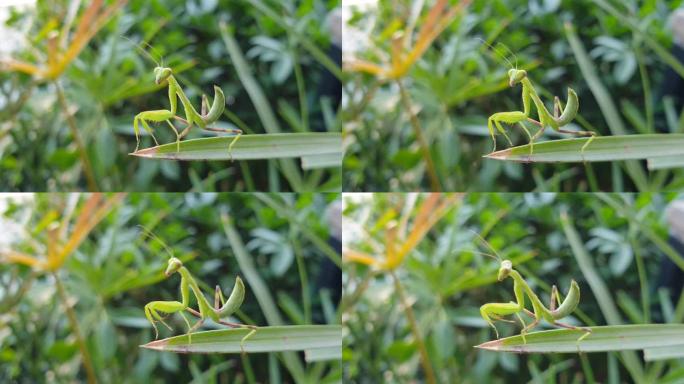 绿色蚱蜢。生物学生物研究大自然动物